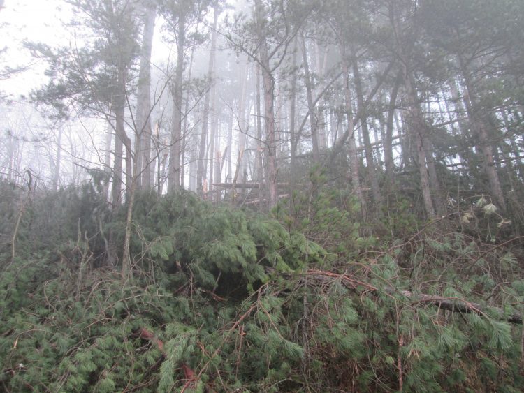 Ураган изкорени вековни дървета, отвя покриви на къщи в Балкана