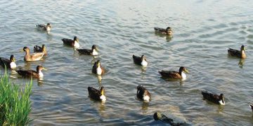 Намаляват водолюбивите птици в региона