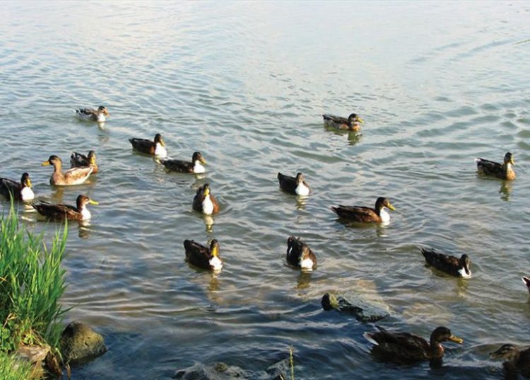 Намаляват водолюбивите птици в региона