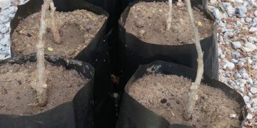 18 декара с нови дръвчета в ДЛС “Росица” – Лъгът, над 3 млн. лв. ще бъдат инвестирани в залесяване тази година