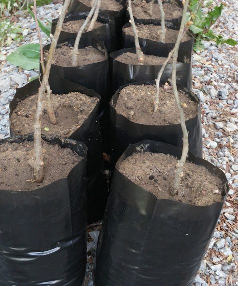 18 декара с нови дръвчета в ДЛС “Росица” – Лъгът, над 3 млн. лв. ще бъдат инвестирани в залесяване тази година