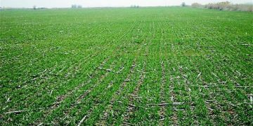 Близо 43 000 дка са засетите есенници в общината