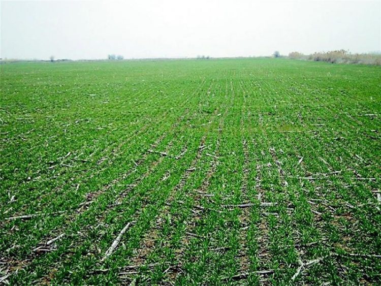 Близо 43 000 дка са засетите есенници в общината