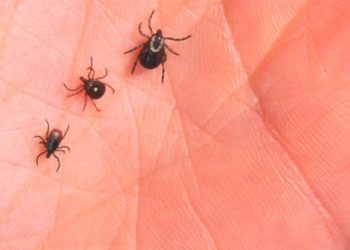 Кърлежите вече дебнат!