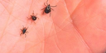 Кърлежите вече дебнат!