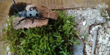 “Децата и гората” – образователно-забавна среща в Библиотеката