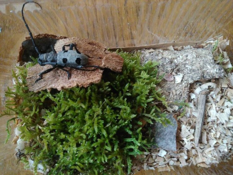 “Децата и гората” – образователно-забавна среща в Библиотеката