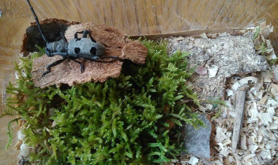 “Децата и гората” – образователно-забавна среща в Библиотеката