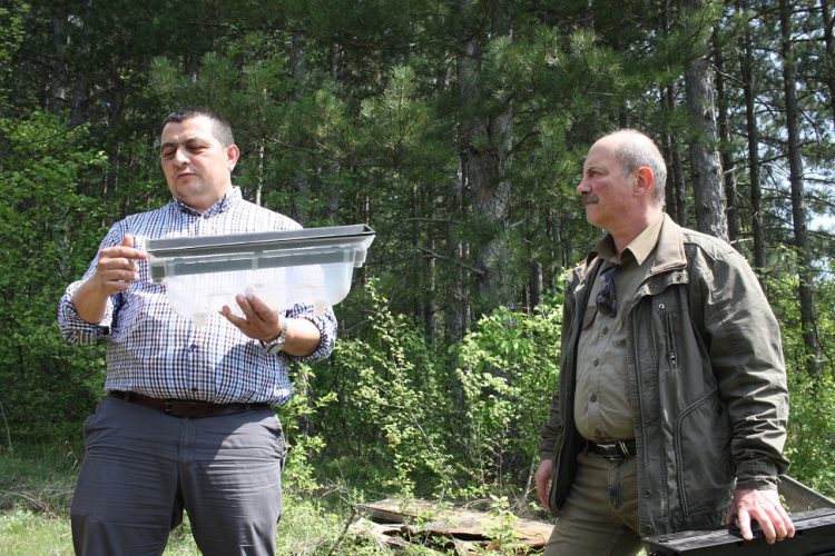 В СЦДП стартира проект за мониторинг на короядите