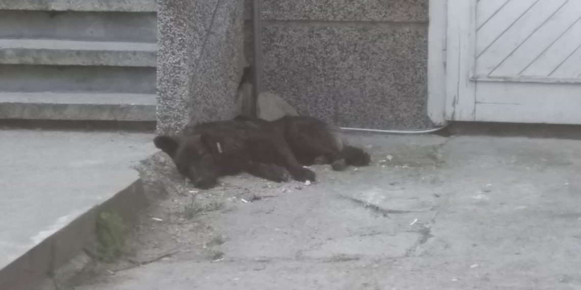 Прибраха в приюта агресивните кучета, нахапали жестоко мъж