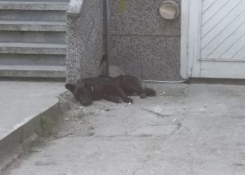 Прибраха в приюта агресивните кучета, нахапали жестоко мъж