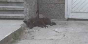 Прибраха в приюта агресивните кучета, нахапали жестоко мъж