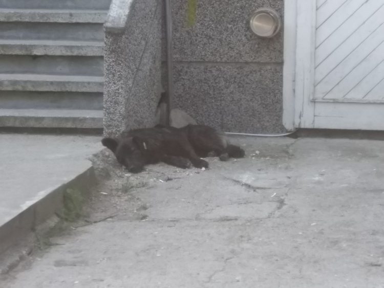 Прибраха в приюта агресивните кучета, нахапали жестоко мъж