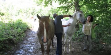 Безстопанствени коне пакостят в Балкана