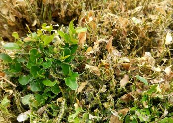 Китайски молец унищожава масово чемширите в Севлиевско