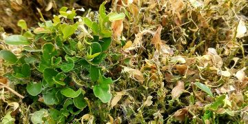 Китайски молец унищожава масово чемширите в Севлиевско