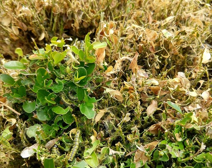 Китайски молец унищожава масово чемширите в Севлиевско