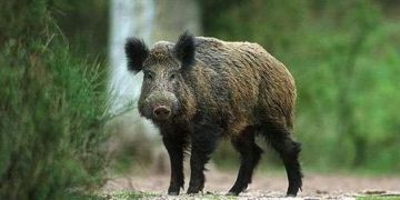 Утре официално откриват ловния сезон на дива свиня и местен дребен дивеч