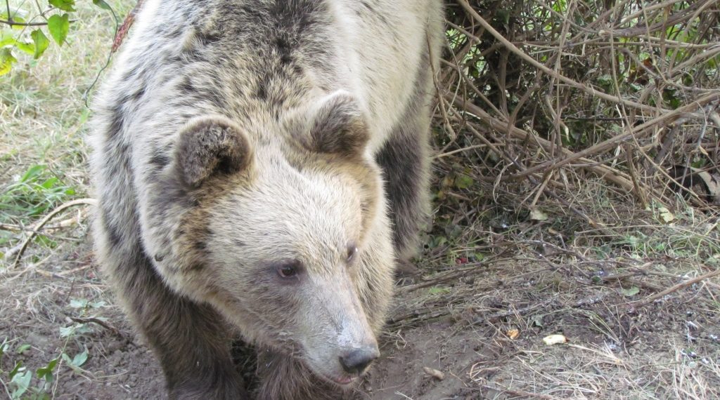 Освободено е мече, хванато в бракониерска примка