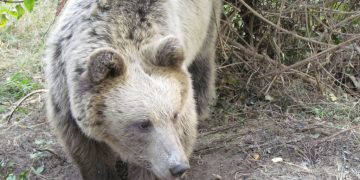 Освободено е мече, хванато в бракониерска примка
