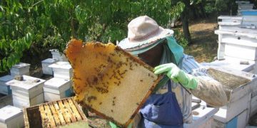 Започва прием по мерките от Националната програма по пчеларство