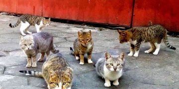 Няма данни за увеличена популация на безстопанствени котки