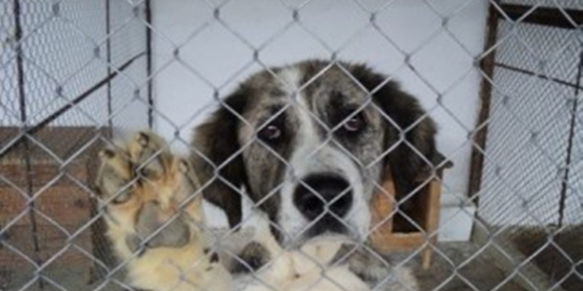 Проверка ще установи неправомерни ли са действията на служител в Приюта за кучета