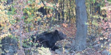 Движението на още една мечка ще се следи с GPS