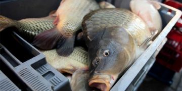 Започват извънредни проверки преди Никулден