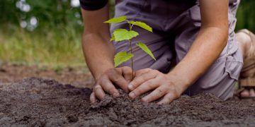 Над 30 декара нови гори край Севлиево са залесени миналата година