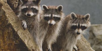 Община Севлиево ще подкрепи десетия международен фотосалон “Дивото”