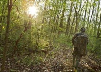 Повече от 1200 ловци от ЛРД “Сокол” излизат за годишната таксация на дивеча