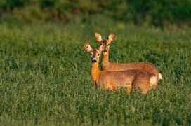 Простреляна бременна кошута бе намерена в района на габровското село Гъбене