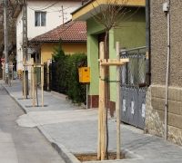 Община Севлиево засади 90 нови дървета