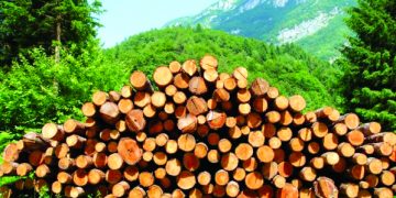 Засякоха незаконна сеч в Шумата