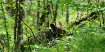 Мечетата Радостина, Митко и Йонас намериха нов дом в Централен Балкан