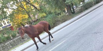 Кобила на косъм да предизвика инцидент на пътя
