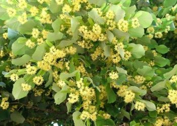 Забранява се брането на липов цвят