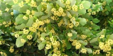 Забранява се брането на липов цвят