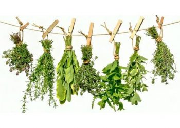 Четвъртия фестивал на билките стягат в с. Младен