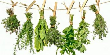 Четвъртия фестивал на билките стягат в с. Младен