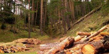 Горските с 480 проверки само за седмица