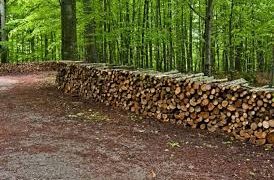 12 нарушения на Закона за горите разкриха миналата седмица служители на СЦДП