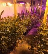 Неутрализираха оранжерия за канабис в Яворец