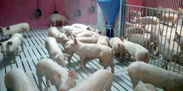 На 20 км от свинекомплекс без домашни прасета – крайният срок е днес, 31 юли