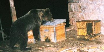 Увеличената популация на кафява мечка е пречка за поставянето на кошери в ДЛС “Росица”