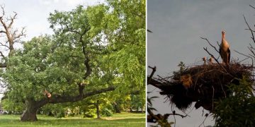 Отново търсят най-забележителното българско дърво