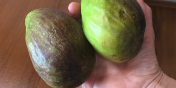 Гигантски смокини се раждат в Крушево