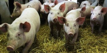 Запознаха собствениците на свине за симптомите на болестта Африканска чума