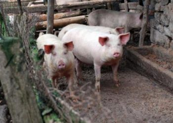 Ако отглеждате прасе в задния двор, не го хранете с кухненски отпадъци и зелена трева